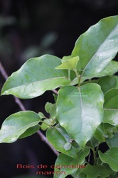 Bois de Cannelle marron- Ocotea obtusata - Lauracée -BM