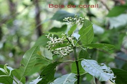 Bois de corail - Chassallia corallioides- Rubiacée -B