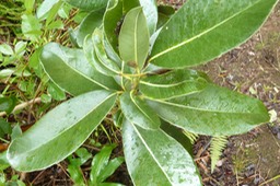 Bois de Fer Batard (1)