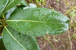 Bois de Fer Batard (2)