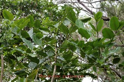 Bois de papaye - Polyscias repanda- Araliacée -B