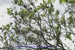 Bois de piment ou Bois de rat- Geniostoma borbonicum - BM