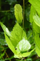 Bois de Source Grandes Dents