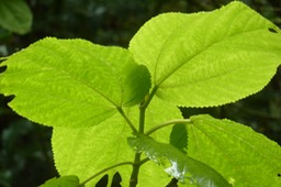 Bois de source Petites Dents (2)