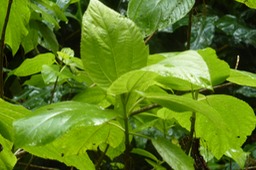 Bois de source Petites Dents (1)