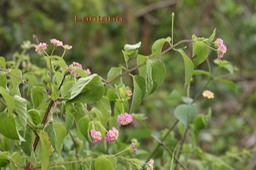 Corbeille d'or ou Galabert - Lantana camara - Verbénacée - exo