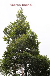 Corce blanc ou Bois de bassin - Homalium paniculatum - Salicacée - M