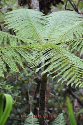 Fanjan mâle- Cyathea borbonica- Cyatheacée -I