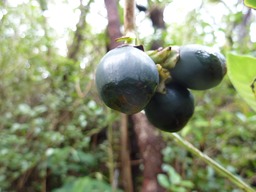 fruit d'Osto Café (2)