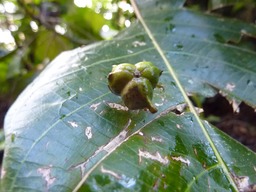 fruit duBois de Perroquet (2)