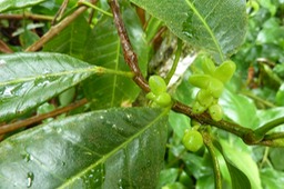 Fruits de Catafaille (2)