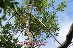 Gui- Viscum triflorum sur Melicope obtusifolia