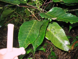 Bois de perroquet (feuille) IMG_0751