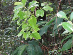 Bois de cannelle marron (feuille) IMG_0752