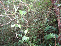 Losto café (fruits) IMG_0753