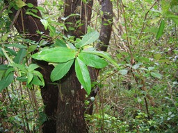 Bois de violon  (feuilles) IMG_0755