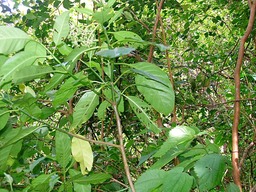 Bois de corail IMG_0756