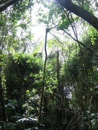 Fanjan mâle IMG_0760