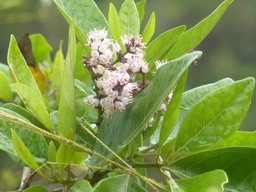 Inflorescence Bois Maigre (2)