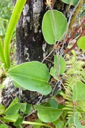 Lianr Croc de Chien (1)