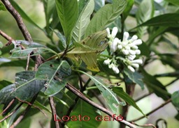 Losto café - Gaertnera vaginata - Rubiacée - B