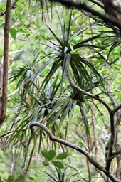 Petit Pimpin - Pandanus sylvestris - Pandanacée -B