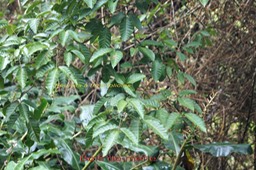 Bois de merle- Allophyllus - Sapindacée - I