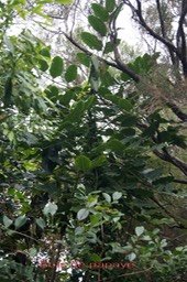 Bois de papaye- Polyscias repanda- Araliacée - B