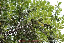 Bois de piment ou Bois de rat