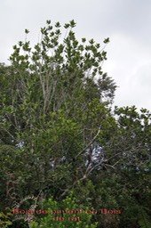 Bois de piment ou Bois de rat- Geniostoma borbonicum- Loganiacée- Masc