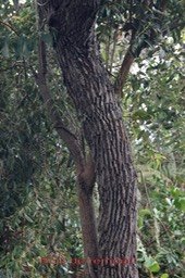 Bois de rempart- Agarista salicifolia- Ericacée - I