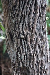 Bois de rempart- Son écorce