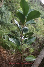 Bois de tambour-Tambourissa elliptica - Monimiacée- B