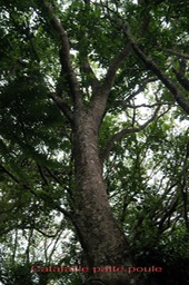 Catafaille patte poule- Melicope obtusifolia- Rutacée - B