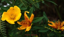 Fleur jaune- Hypericum lanceolatum - Hypéricacée- I