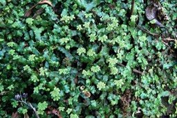 Hepatiques à thalles