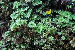 Hépatiques et Mousses