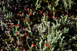 Mousses et Lichens- Sentier des Ouvriers