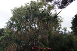 Petit Vacoa- Padanus sylvestris- Pandanacée- B
