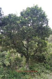 Tan Georges - Molinaea alternifolia- Sapindacée - Masc