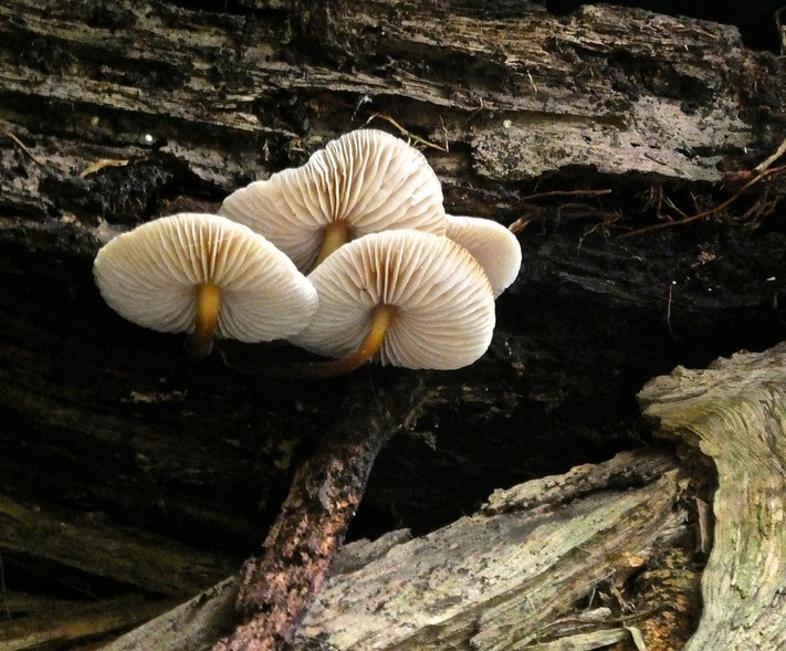 champignons P1017009