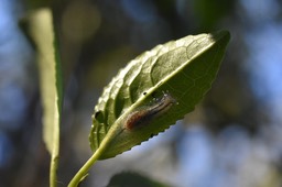 Hyalimax maillardi - SUCCINEIDAE - Endémique Réunion