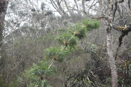 Nastus borbonicus - Calumet - POACEAE - Endémique Réunion