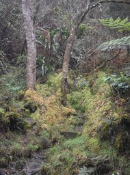 Petit chemin qui sent bon la sphaigne et le polytric élégant