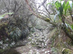 Ravine sèche
