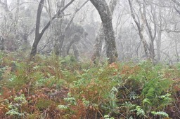 Sous-bois fougères aigle au pied de tamarins