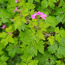 1 Geranium robertianum Herbe à Robert Geraniaceae AMPHINATURALISE ENVAHISSANT .jpeg