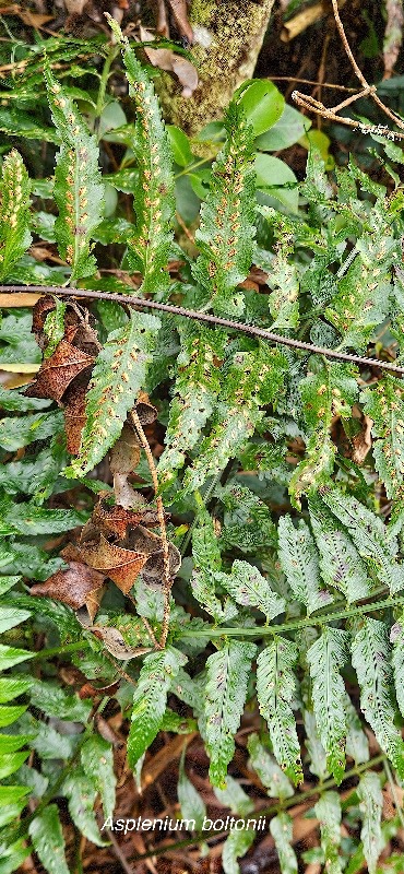 3 Asplenium boltonii Aspleniaceae INDIGENE LA REUNION .jpeg