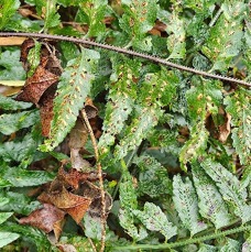 3 Asplenium boltonii Aspleniaceae INDIGENE LA REUNION .jpeg