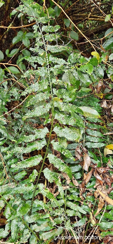 4 Asplenium boltonii Aspleniac eae INDIGENE LA RÉUNION .jpeg